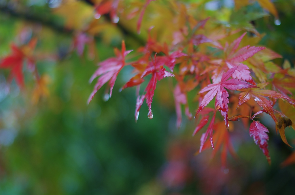 雨のいろは紅葉　４