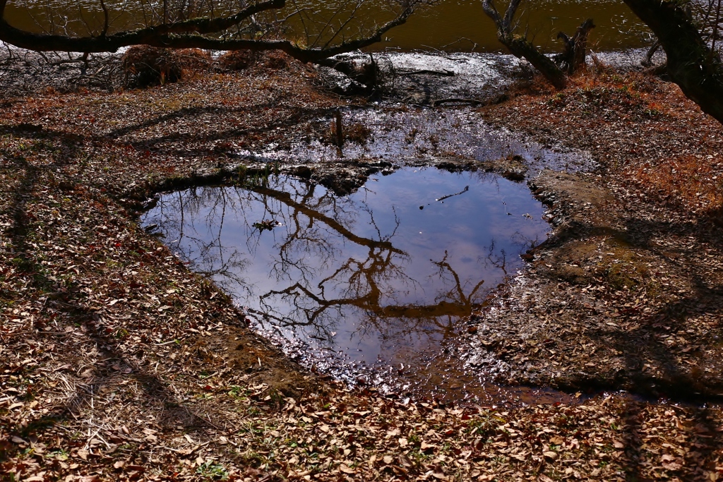 ハートの水たまり