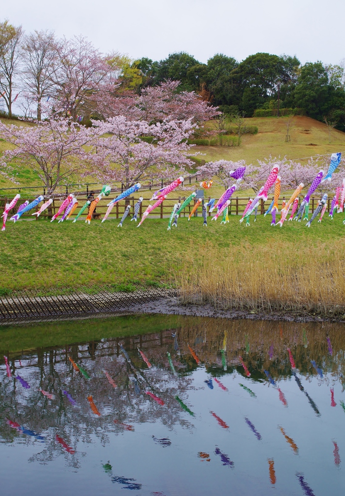 鯉のぼりと桜