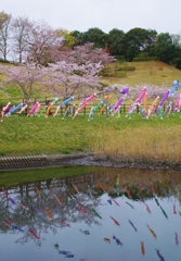 鯉のぼりと桜