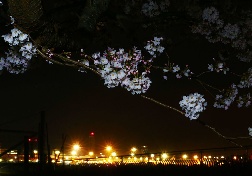 成田国際空港さくらのやま　夜桜