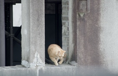 原爆ドームに住む猫さん２