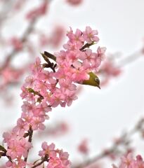 河津桜とメジロ