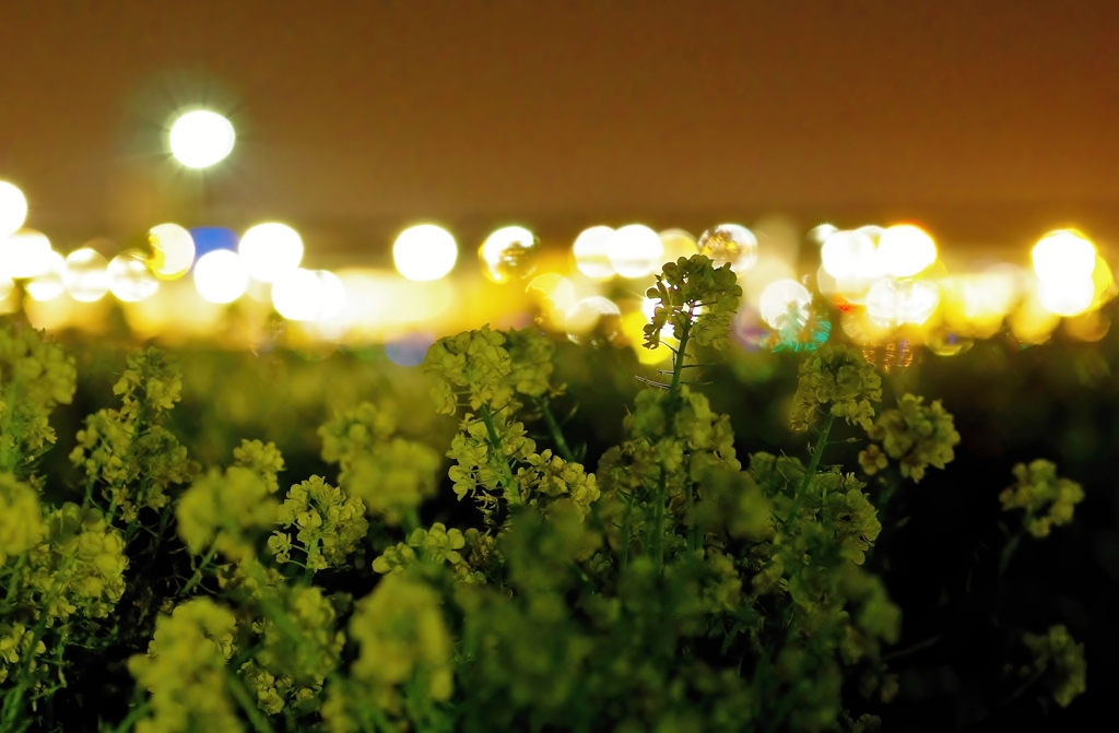 成田空港　菜の花　１