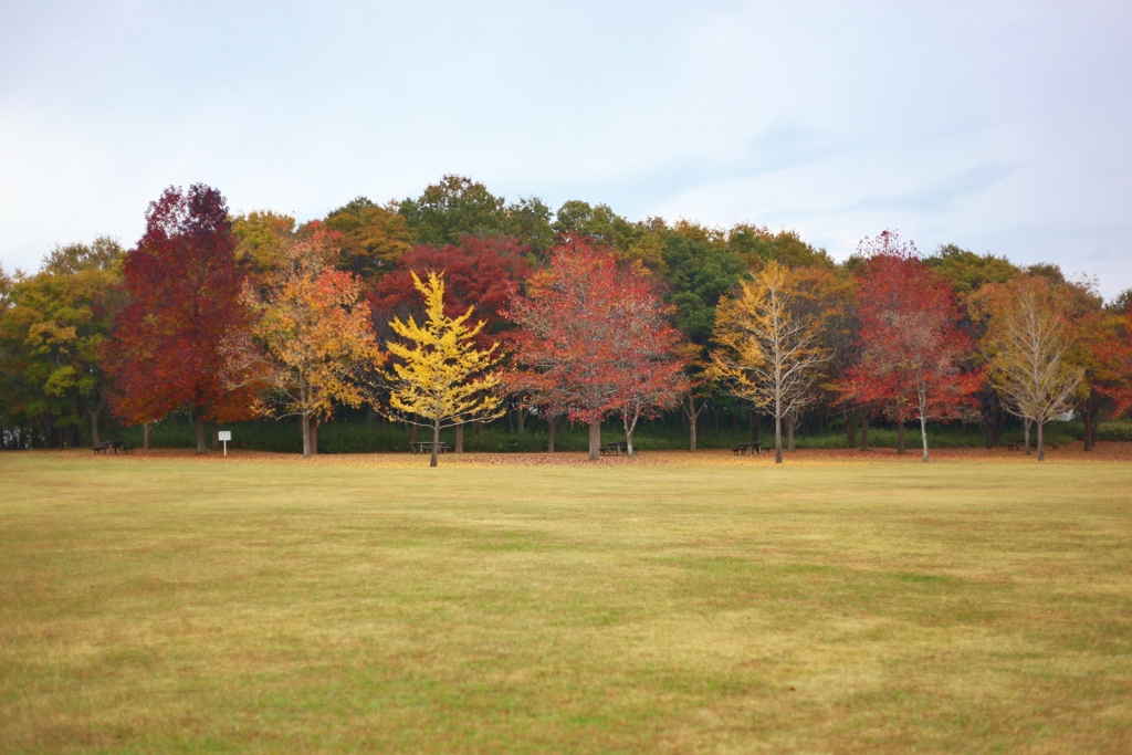 北総花の丘公園