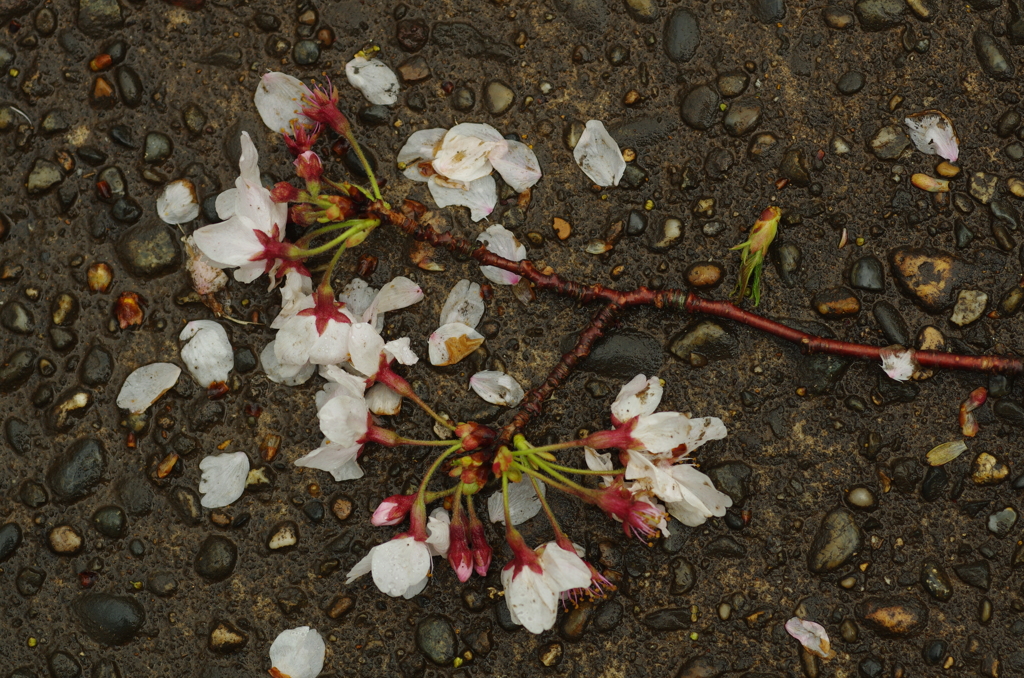 里山に濡れる桜　５