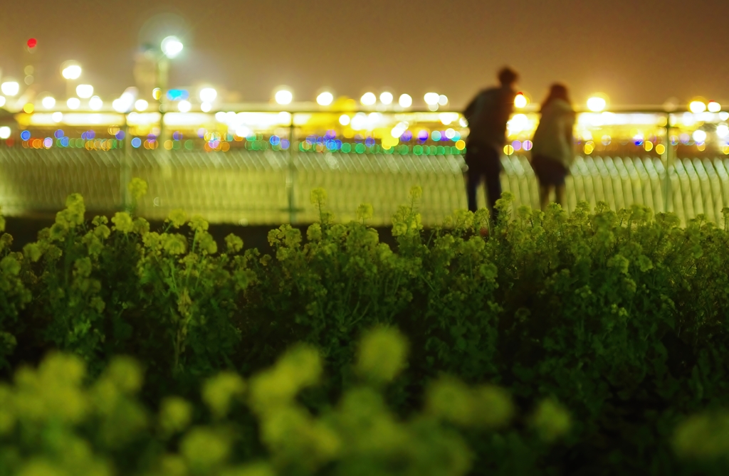 成田空港　菜の花　２