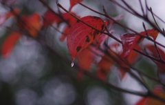 紅葉の水滴