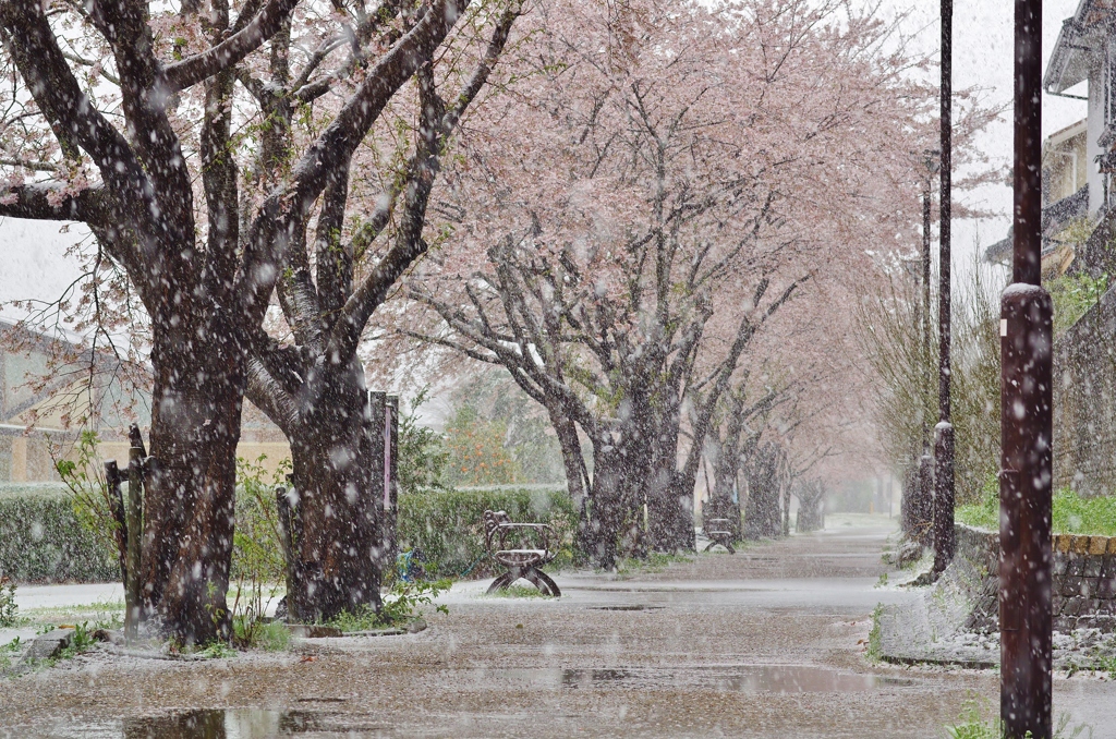 桜並木と降雪　１