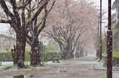 桜並木と降雪　１