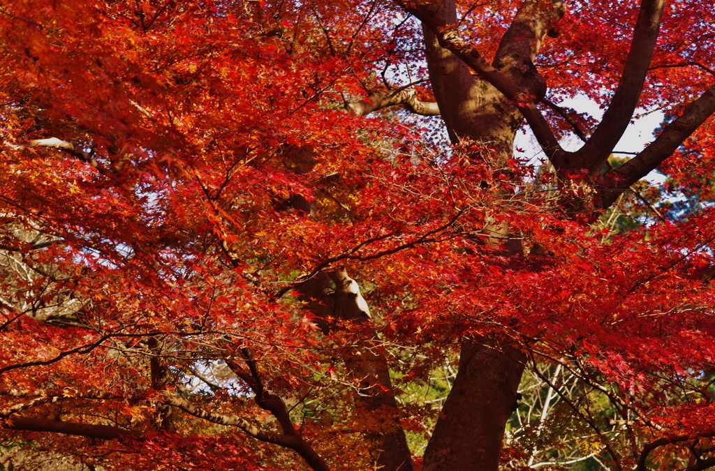 紅葉　in 佐倉城址公園　３