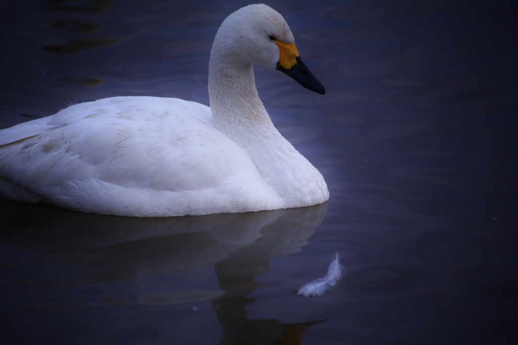 白鳥の郷