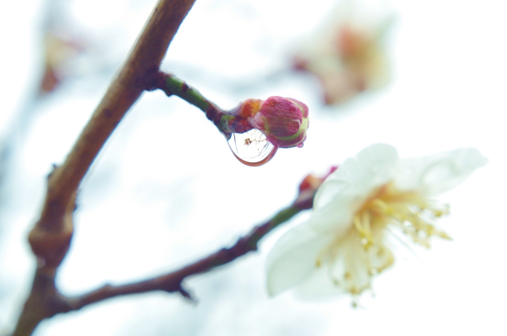 雨後の梅