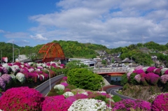 音戸の瀬戸公園　つつじ中景　朝