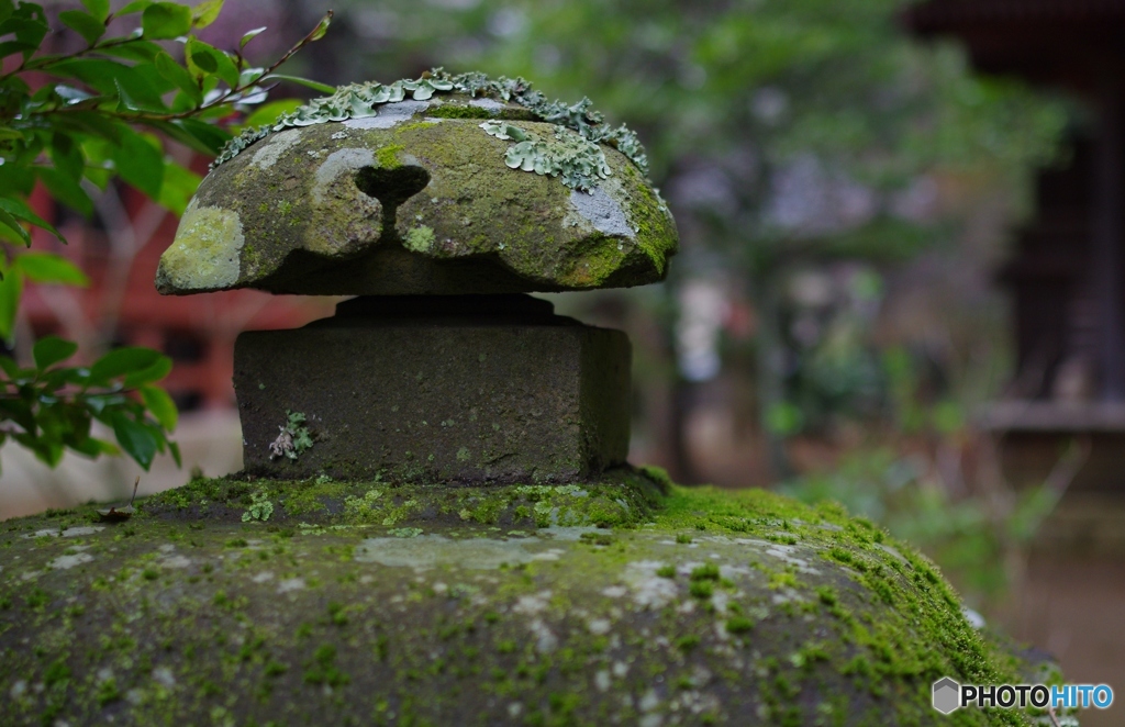 苔むす境内２