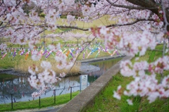 鯉のぼりと桜２