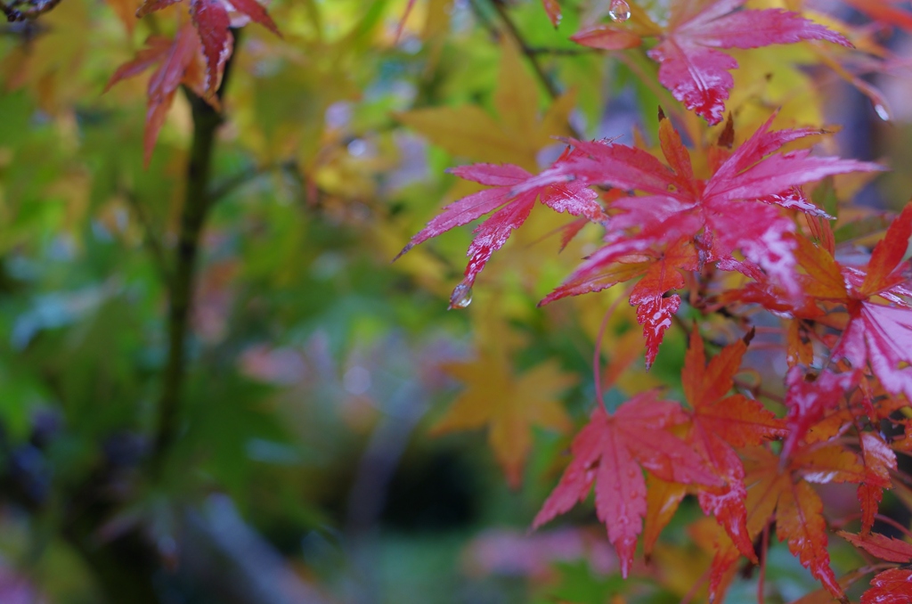 雨のいろは紅葉　２