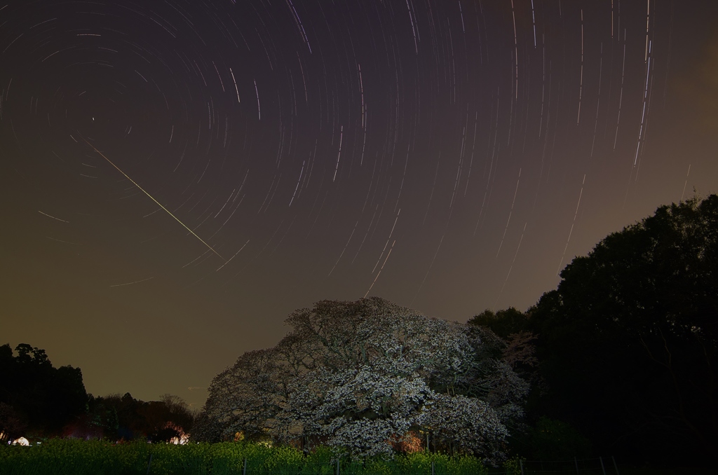 吉高の大桜と流星
