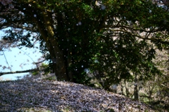 古墳と桜吹雪