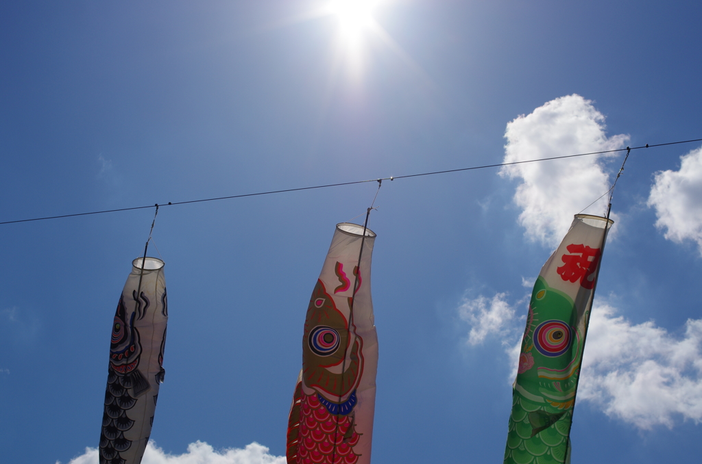 太陽へ向かう鯉のぼり