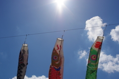 太陽へ向かう鯉のぼり