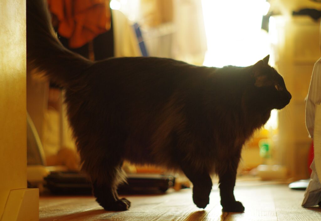 しおん
