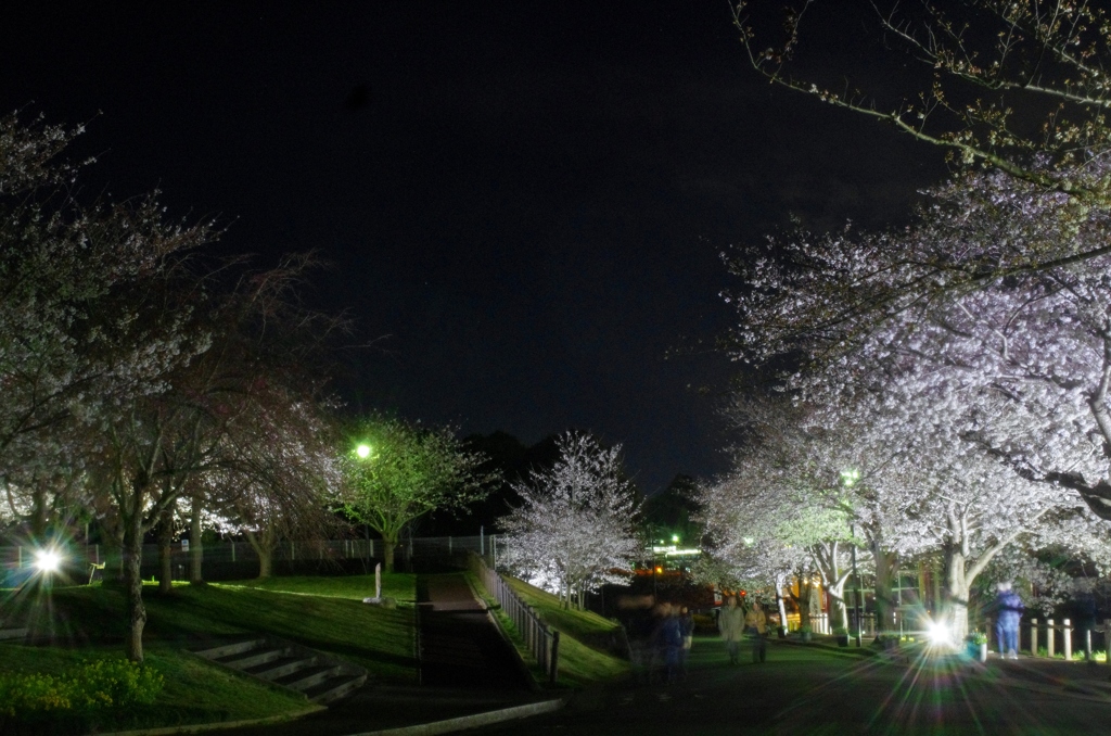 さくらの山公園　夜桜に集う