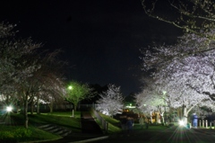 さくらの山公園　夜桜に集う