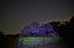 吉高の大桜