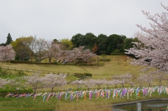 鯉のぼりと桜３