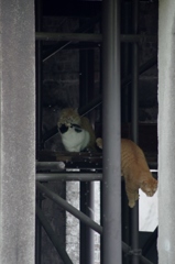 原爆ドームに住む猫さん