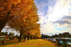 佐倉城址公園　銀杏並木