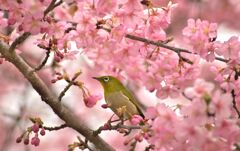 河津桜とメジロ