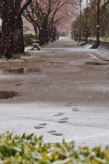 桜並木と降雪　２