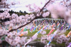 桜と鯉のぼり