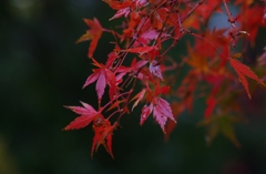 雨のいろは紅葉　１