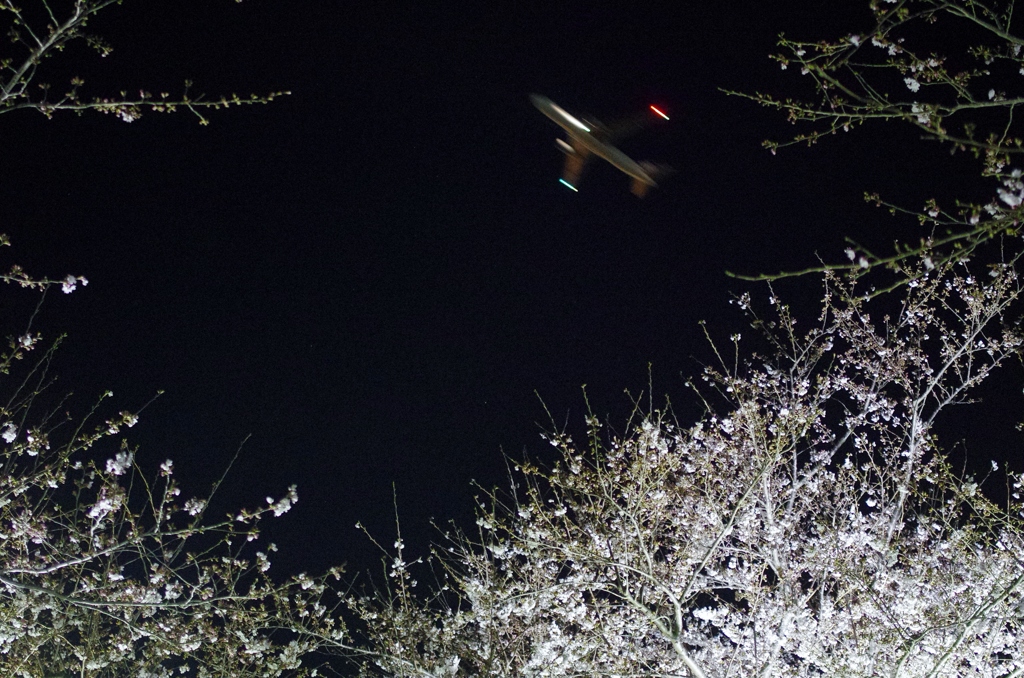夜桜に翔ぶ
