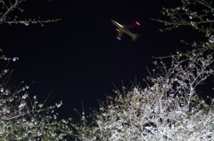 夜桜に翔ぶ