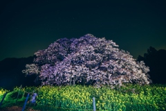 吉高の大桜