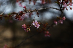 目覚め始めた河津桜