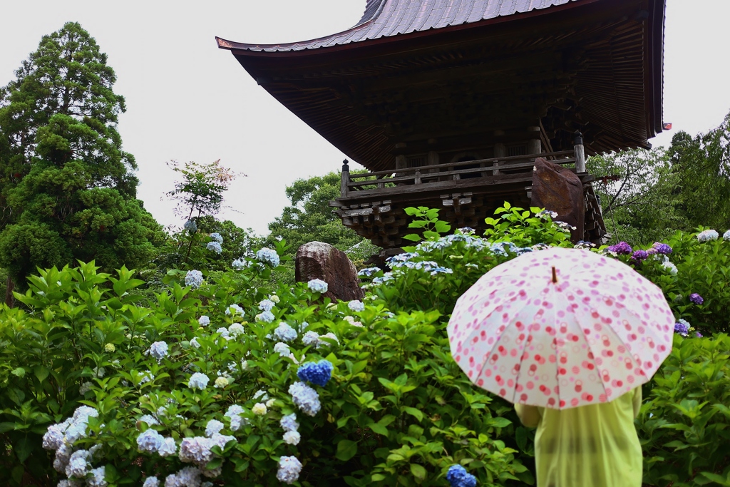 多古町　日本寺　紫陽花
