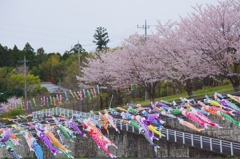 鯉のぼりと桜５