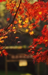 紅葉　in 佐倉城址公園　２