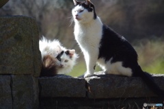 公園の猫さんず