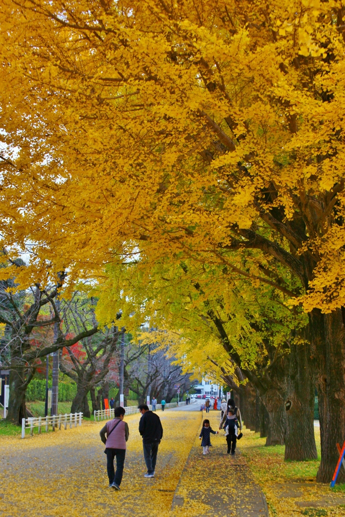 佐倉城址公園　銀杏並木