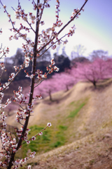 白梅と河津桜