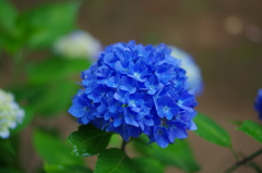 雨滴に濡れる紫陽花