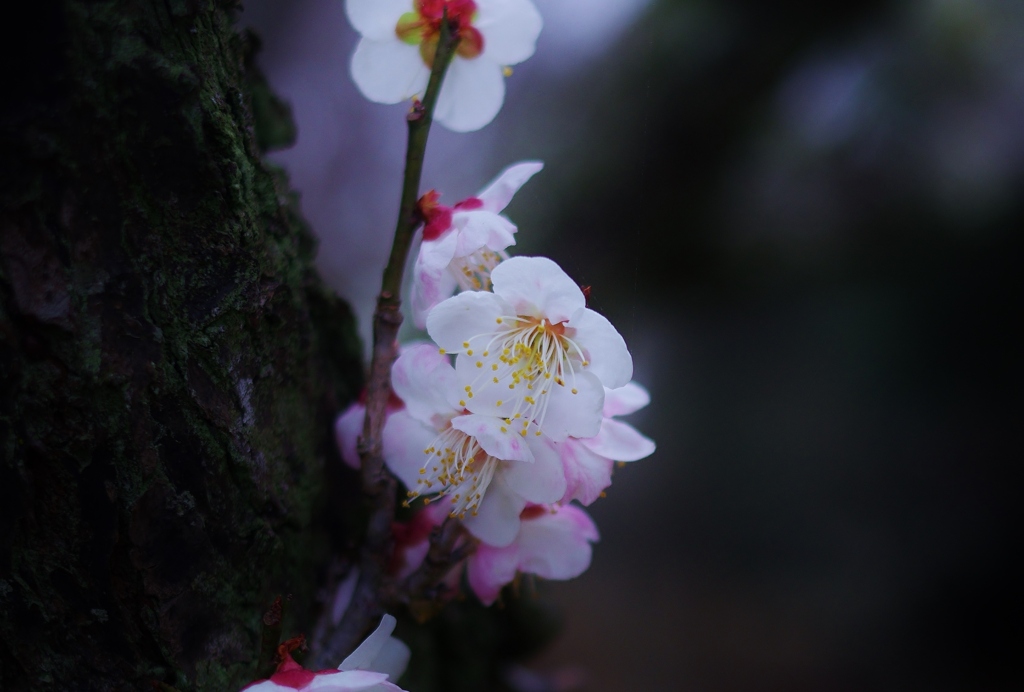  Plum blossom