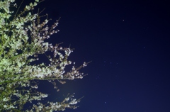 夜桜とオリオン座