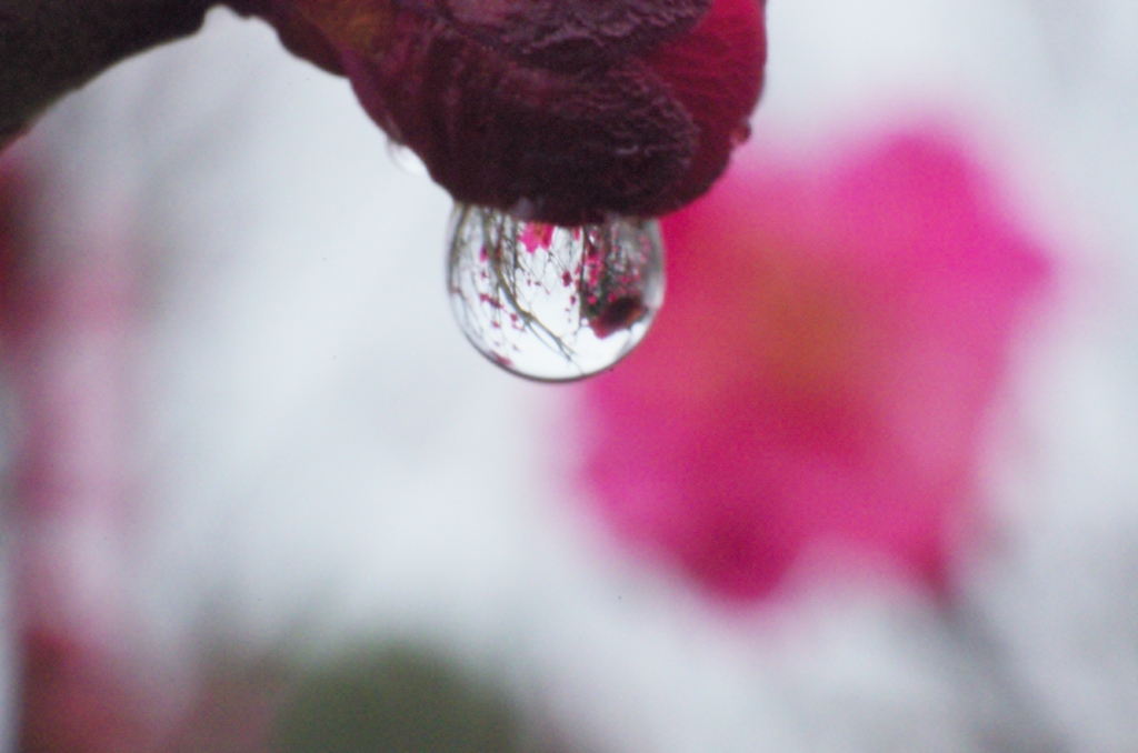雨後の梅